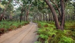 Country Road #2