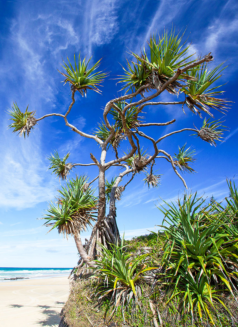 Pandanus Perfection Peter Meyer Photography
