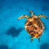 Green Sea Turtle