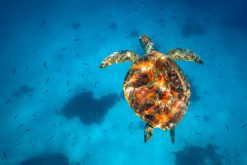 Green Sea Turtle