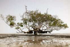 Sacred Mangrove